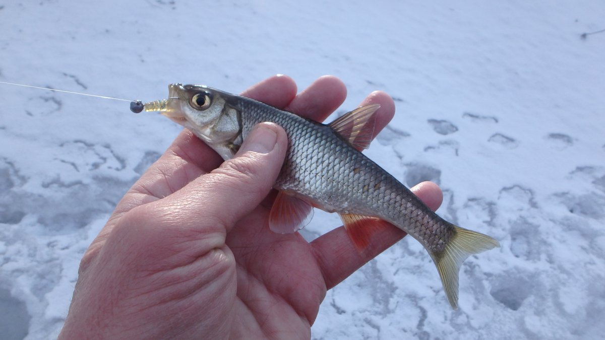 Мохтик живец