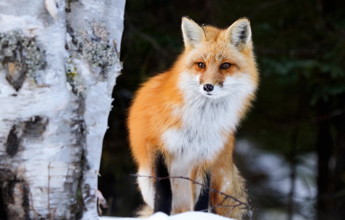 Лиса Лесная