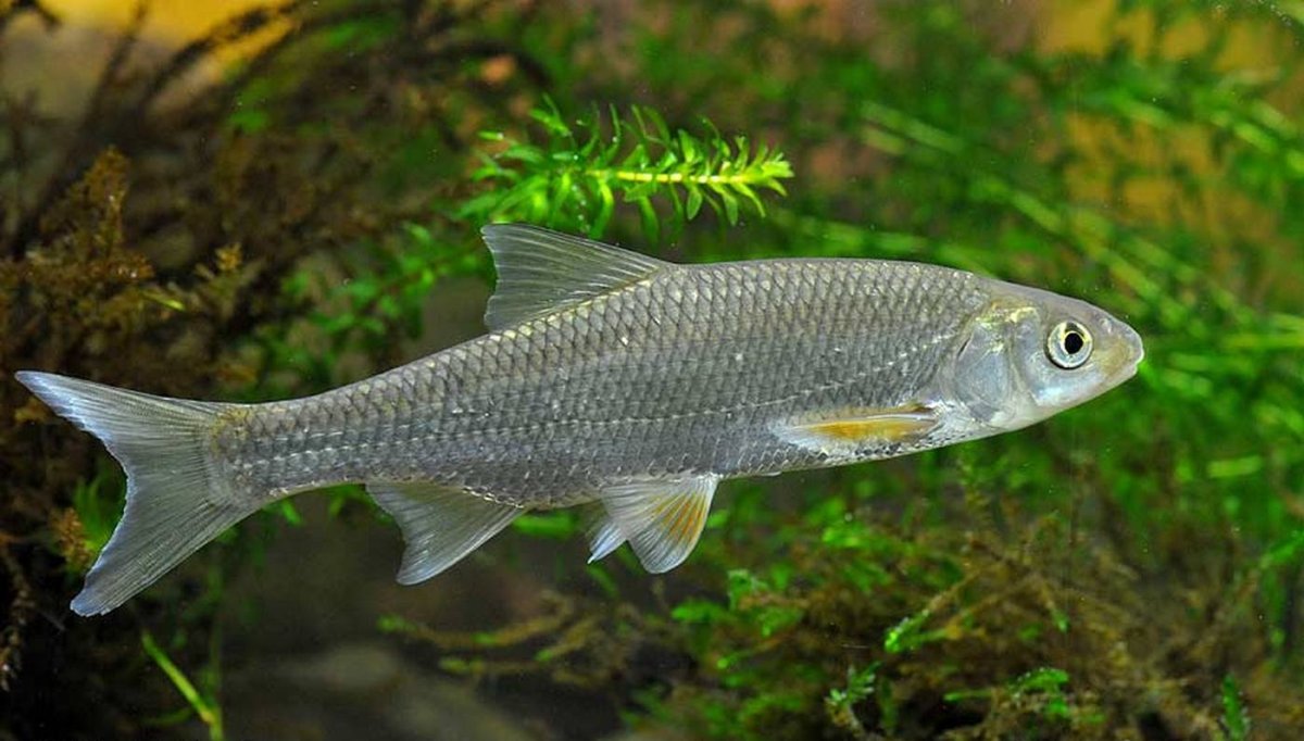 Сибирский Елец рыба