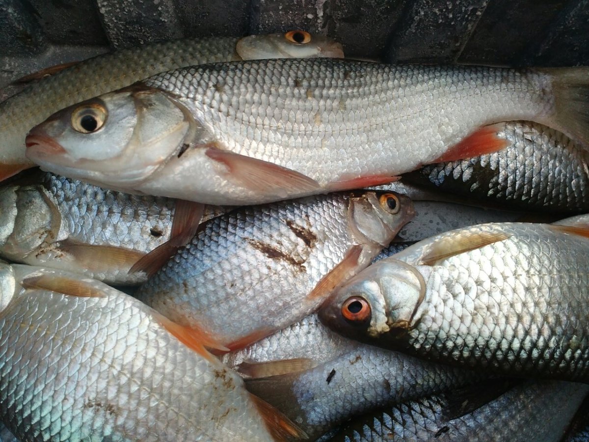 Плотва сорожка рыба