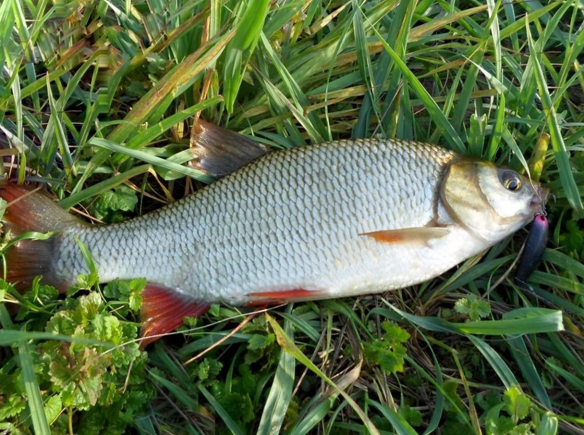 Милк Фиш рыба