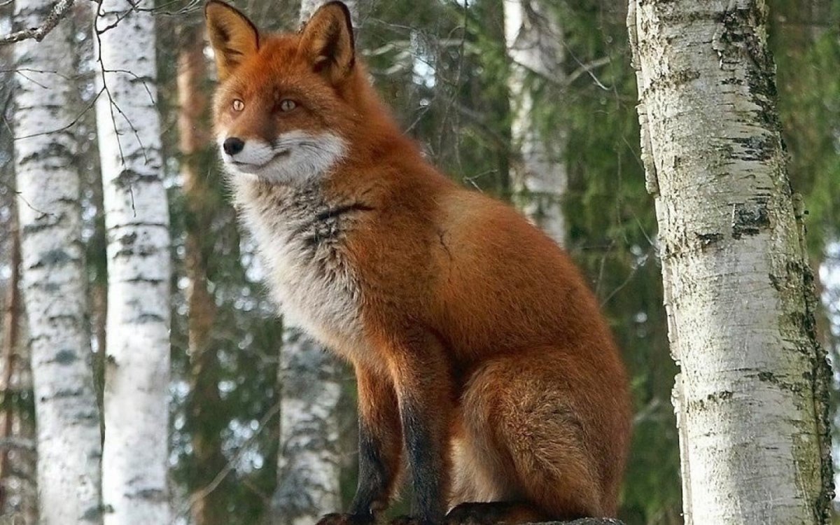 Животные на л