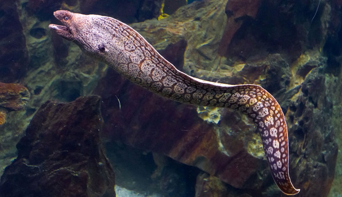 Эйвельманс Бернар Великий морской змей