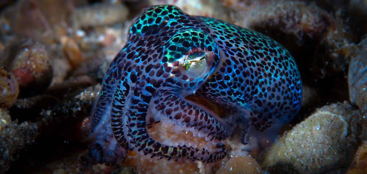 Инсулярис змея