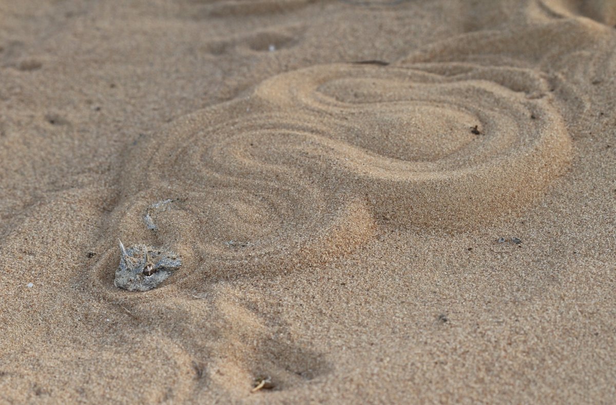 Морская змея Астроция