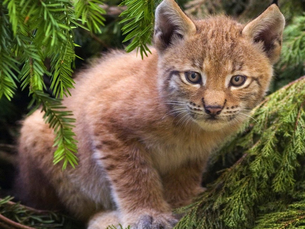 Животные тайги