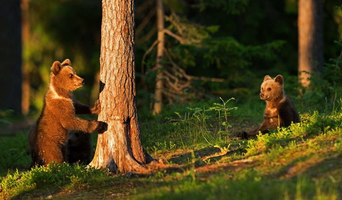 Животные русского леса