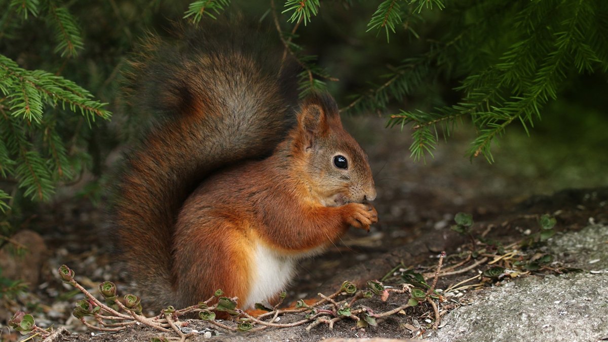 Лесные звери