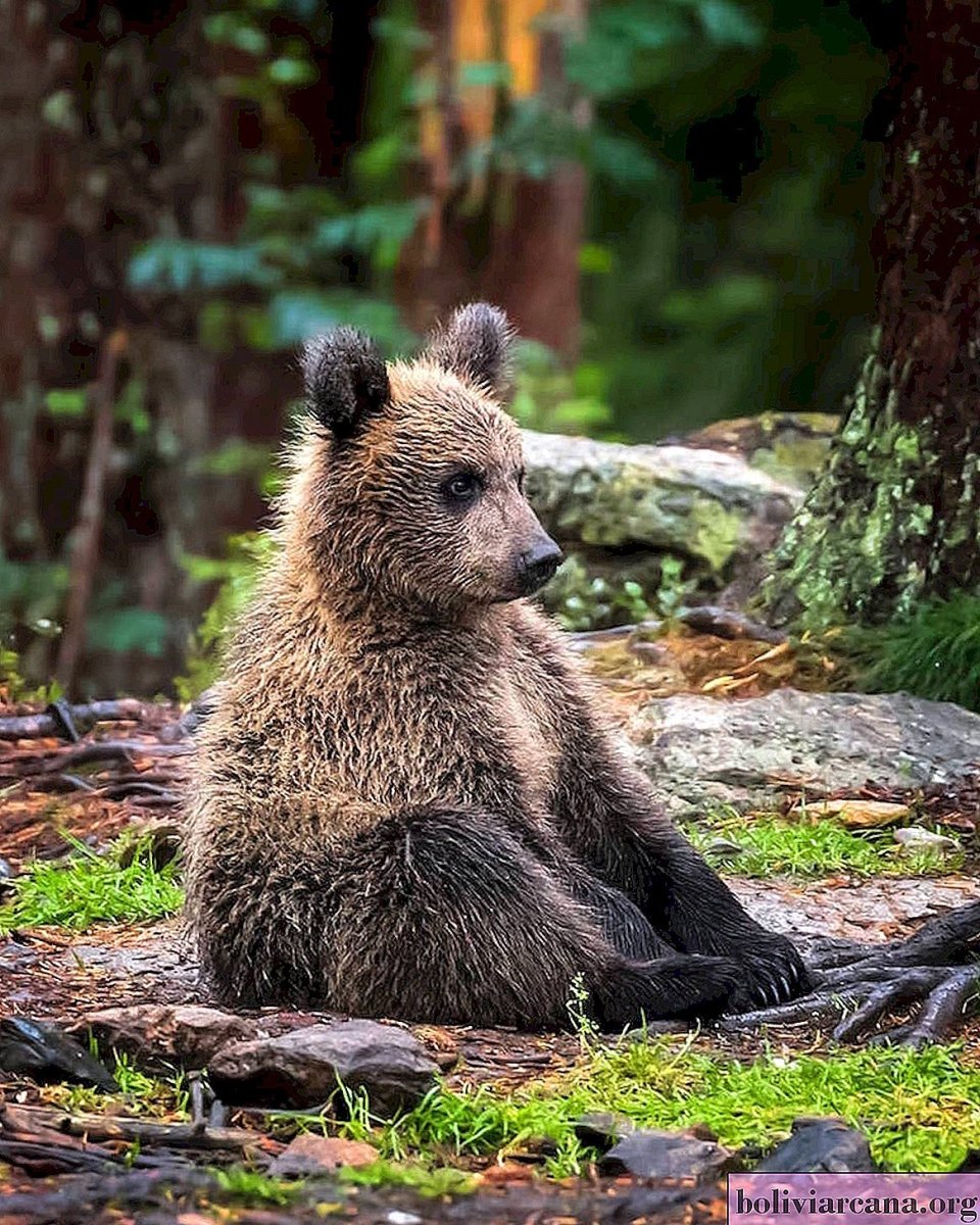 Животные на л