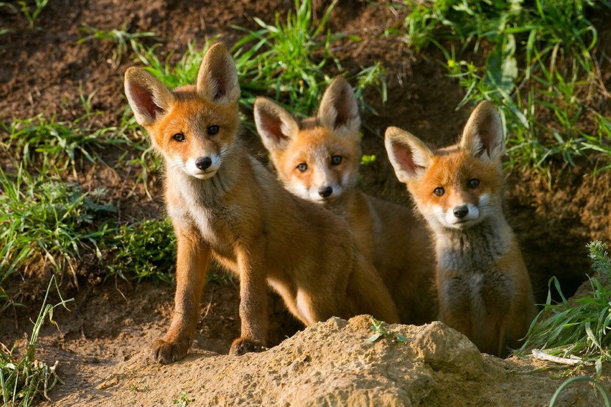 Жители леса