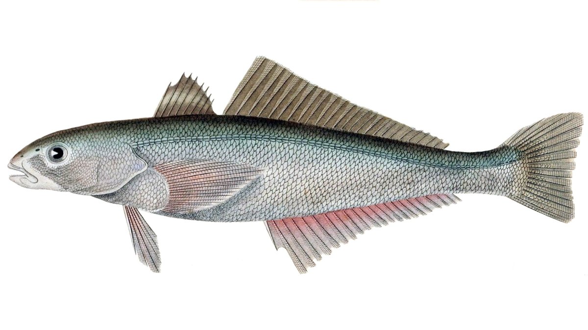 Нототениевых рыб лактатдеигдрогеназа