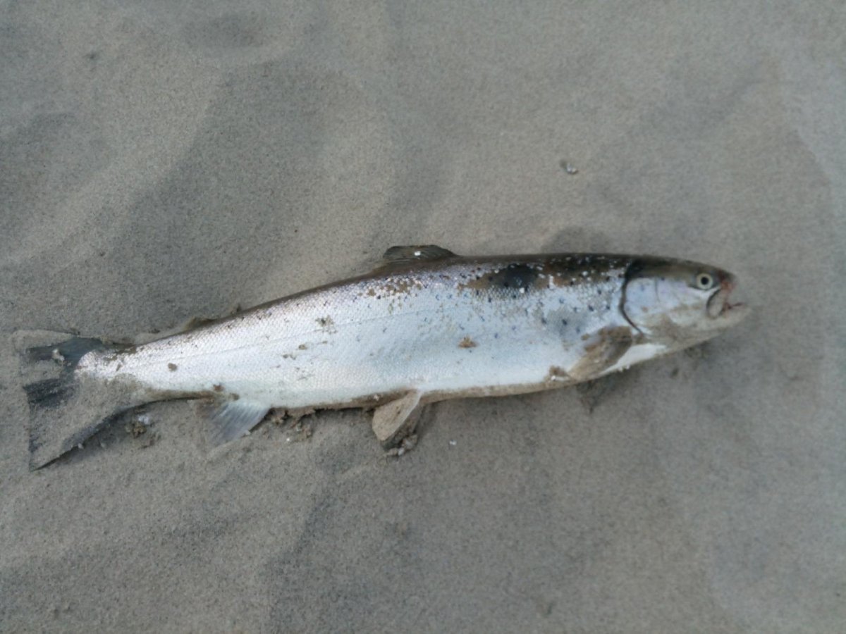 Рыба кета Серебрянка