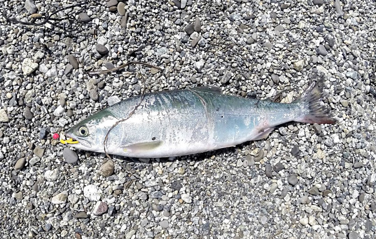 Приманки на горбушу на Кольском полуострове