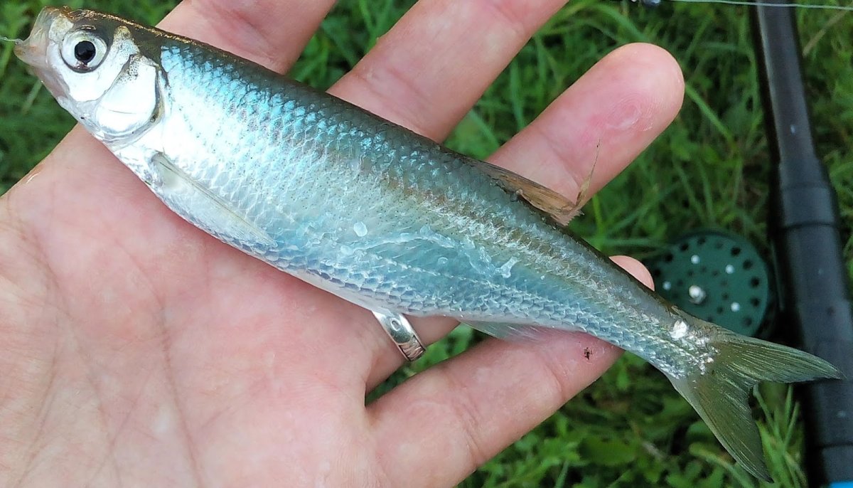 Верхоплавка и уклейка