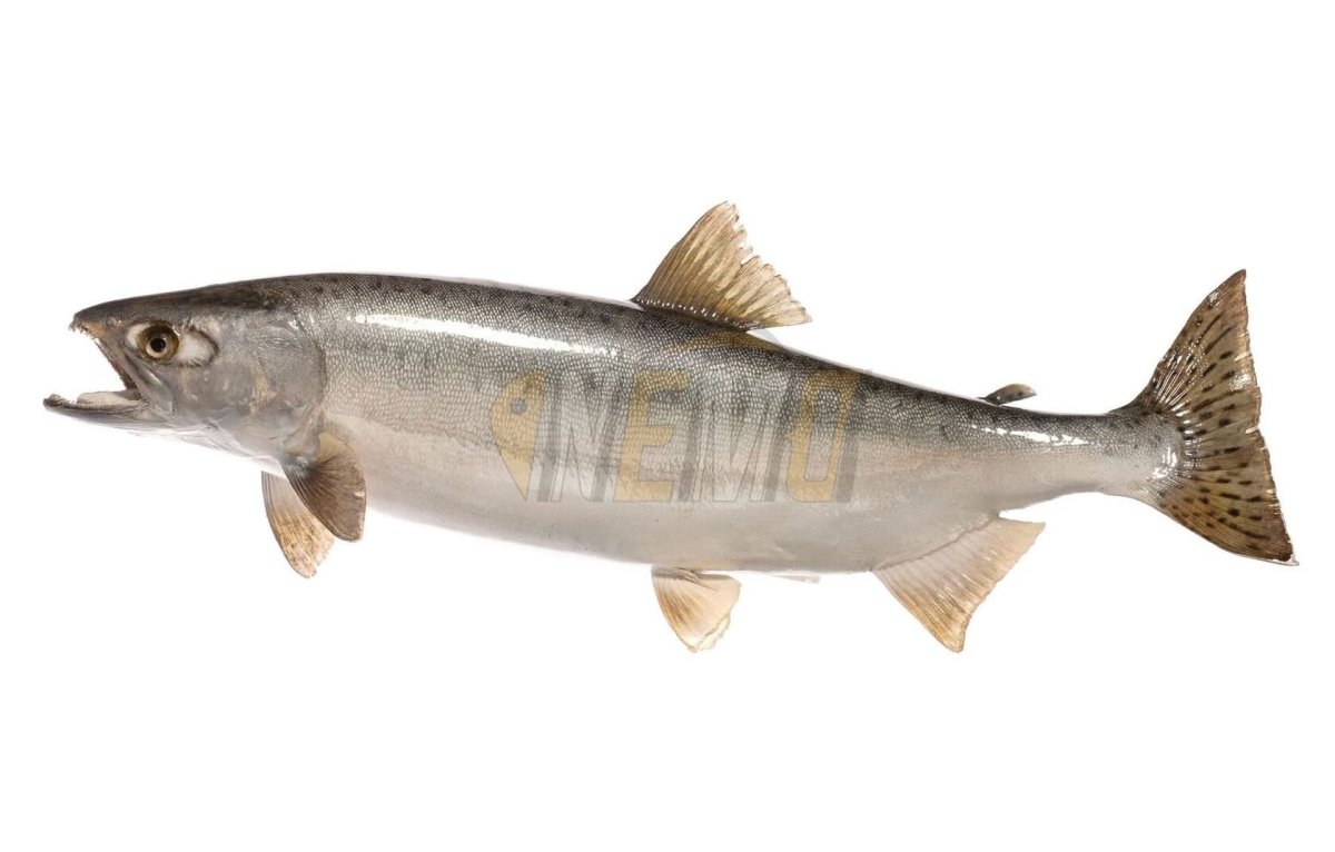 Pink Salmon горбуша - Oncorhynchus gorbuscha