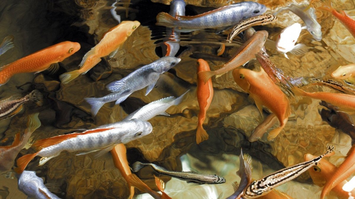 Аквариумные рыбки в природе