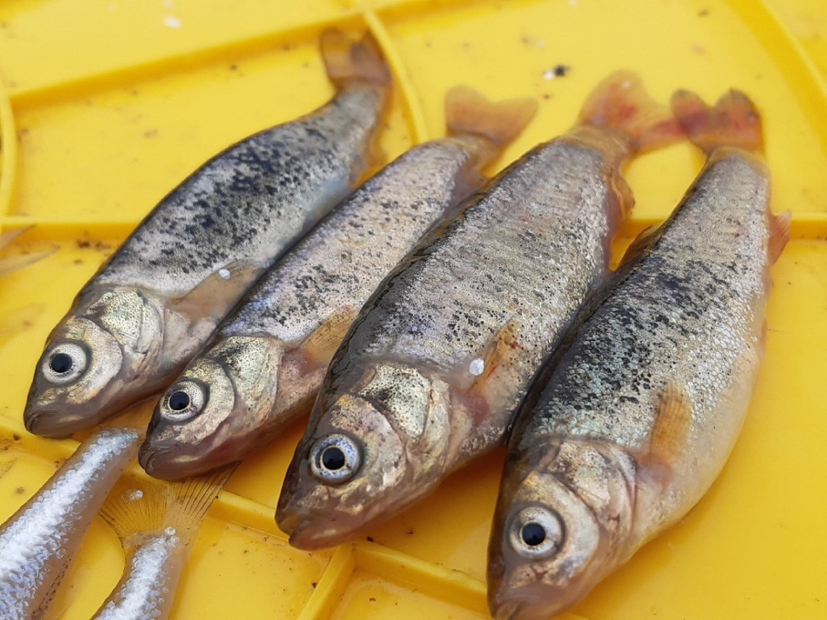 Рыбы разновидность кильки