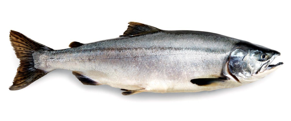 Кижуч Серебрянка