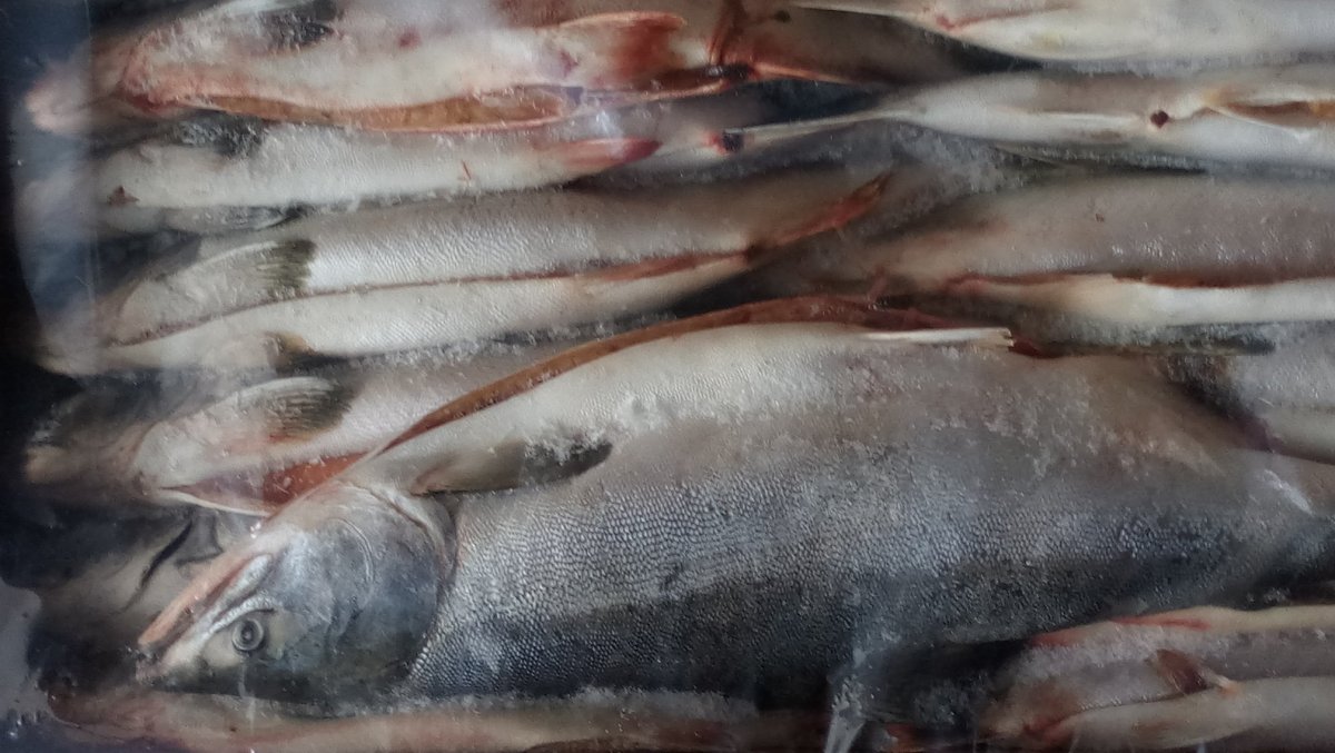 Горбуша с/м ПСГ 1/22