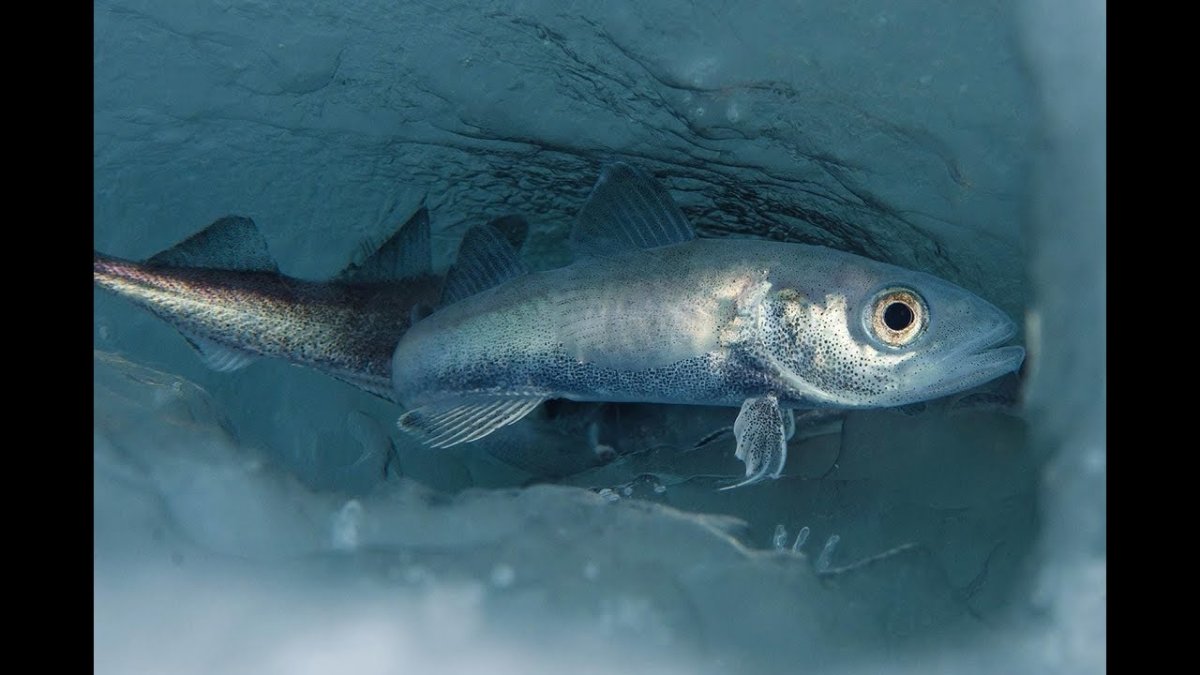 Полярная Сайка рыба