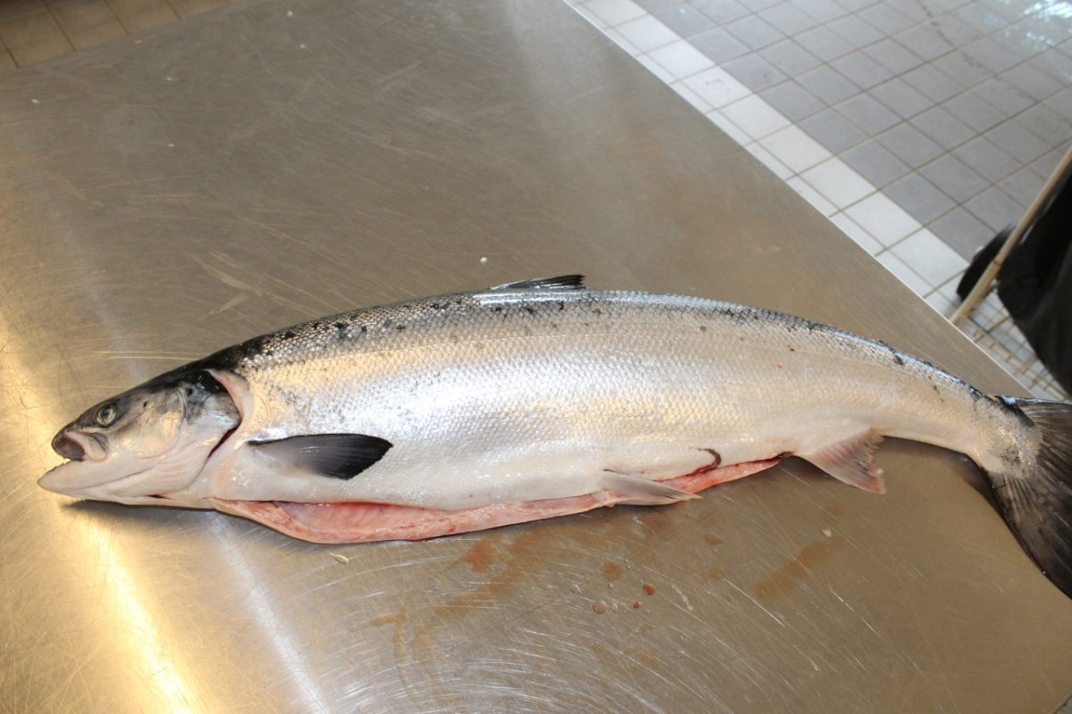 Семга атлантическая