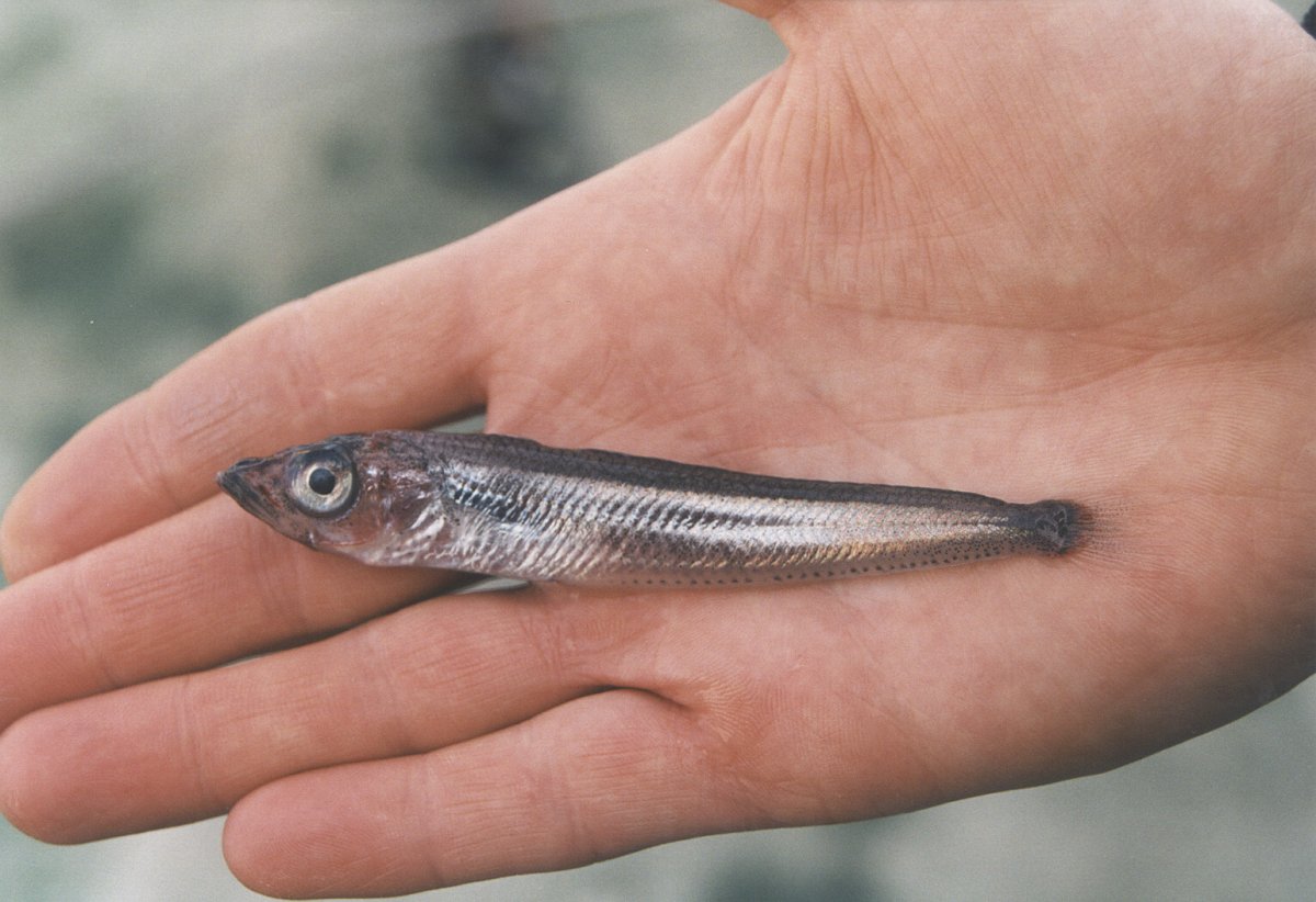 Pleuragramma antarcticum