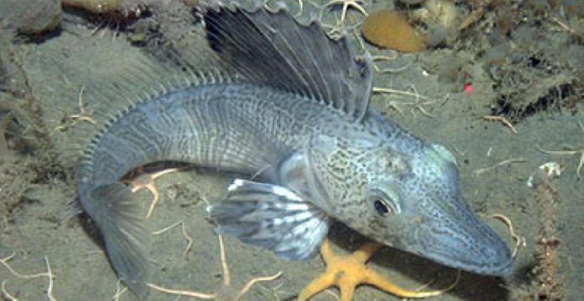 Крокодиловая белокровка