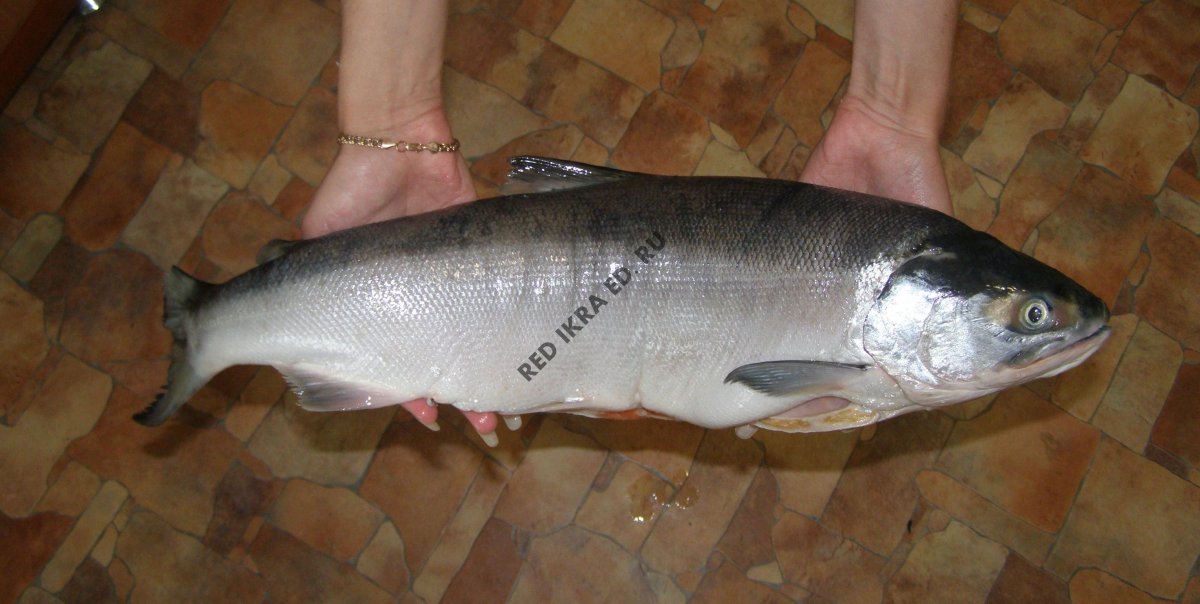 Рыба - чавыча Серебрянка.