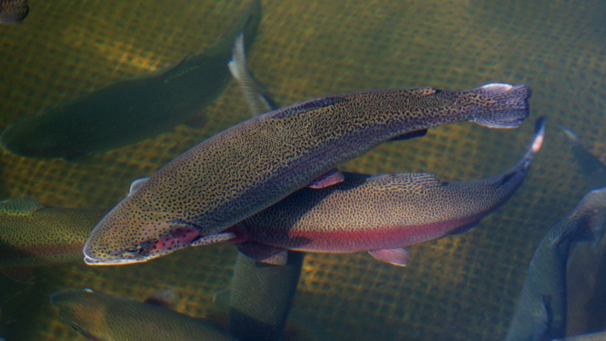 Форель Радужная Живая