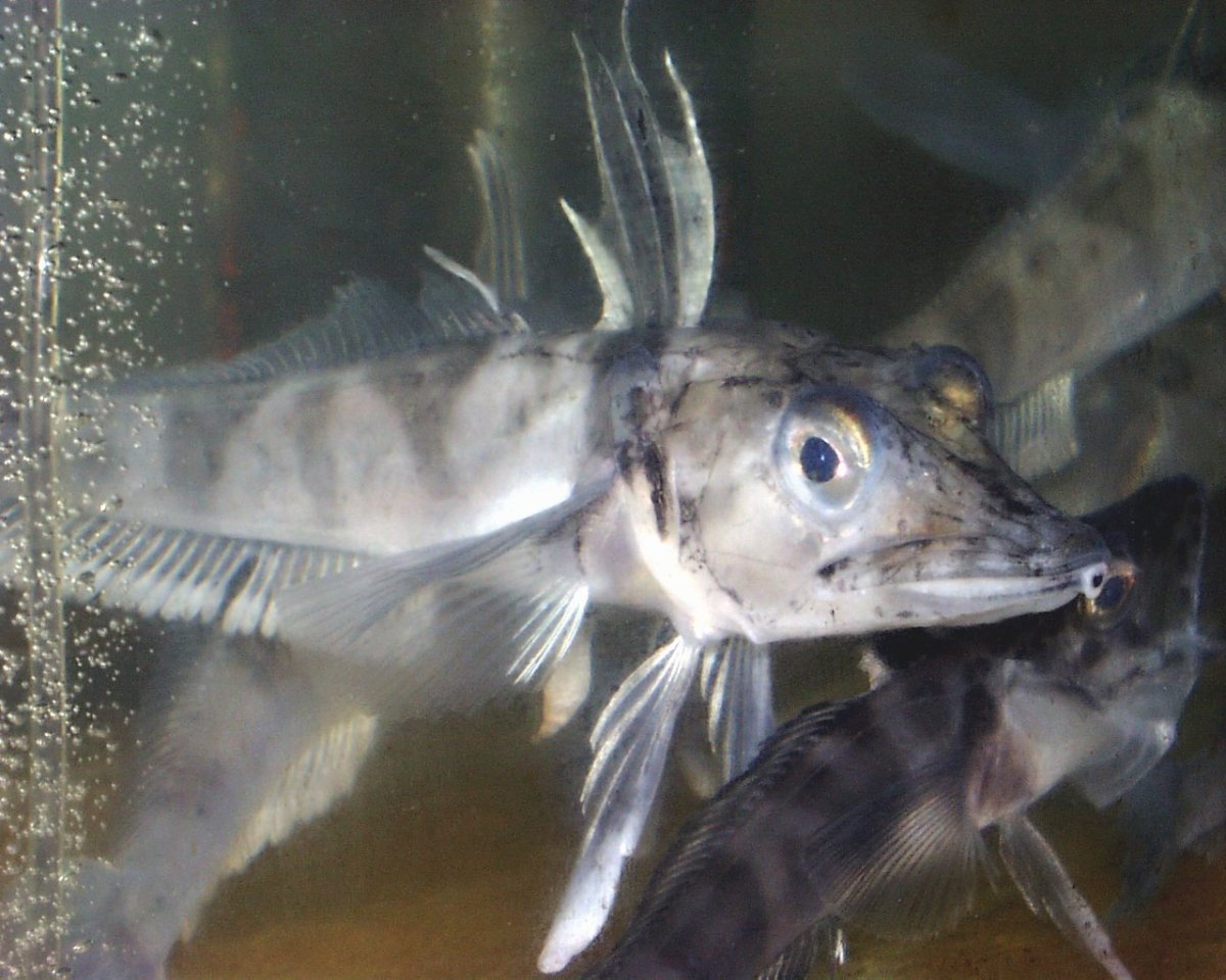 Клыкач рыба