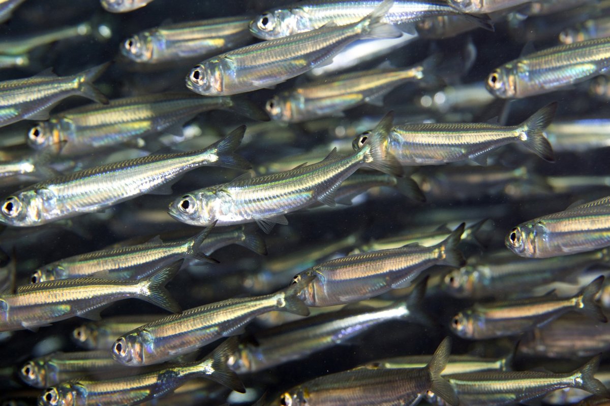 Малек уклейки