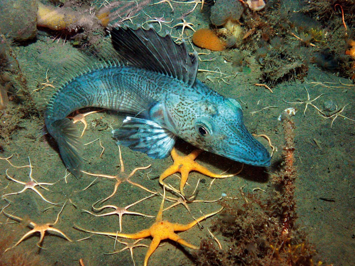 Крокодиловая белокровка