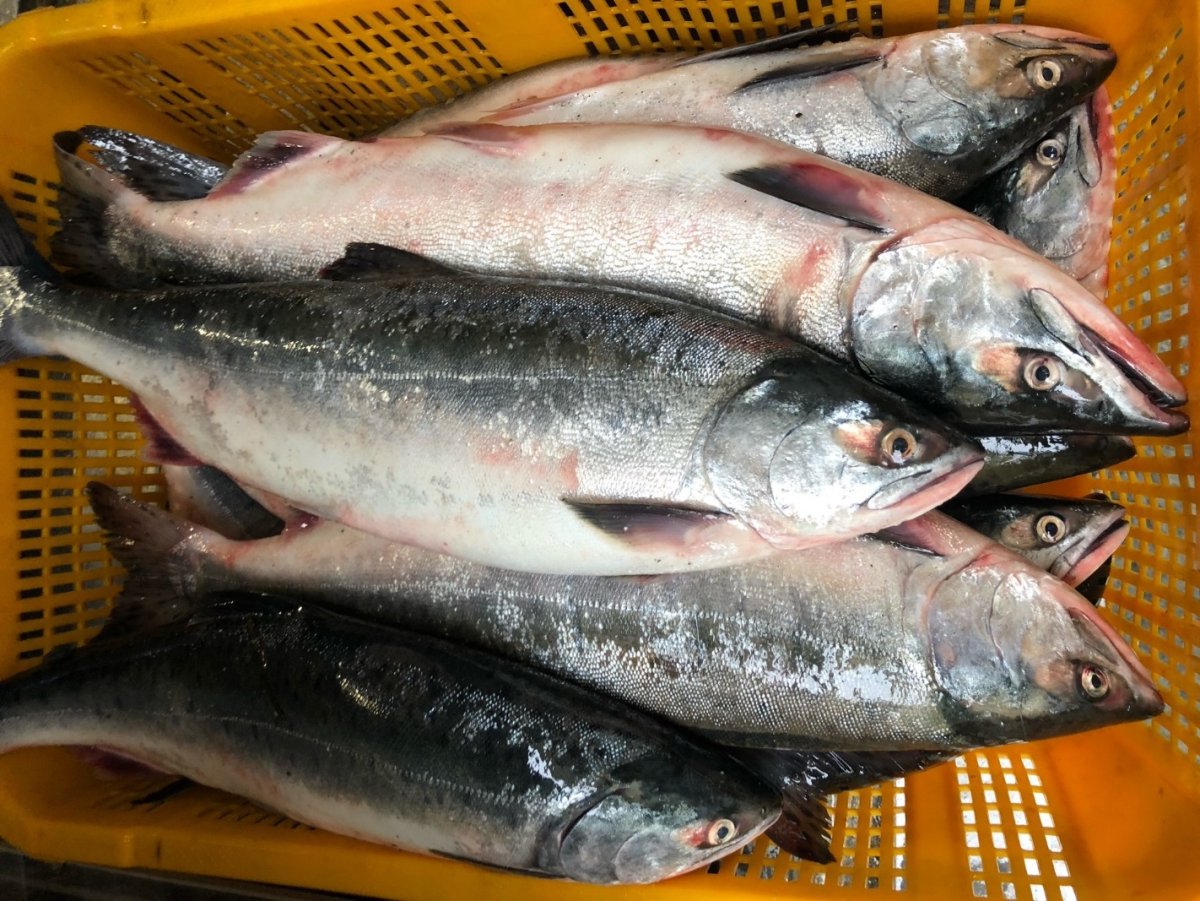 Рыба горбуша