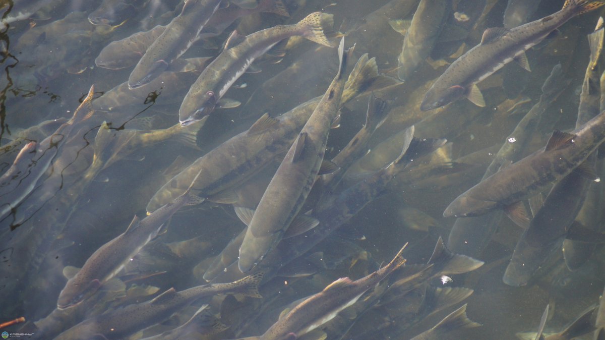 Рыбы реки Уссури