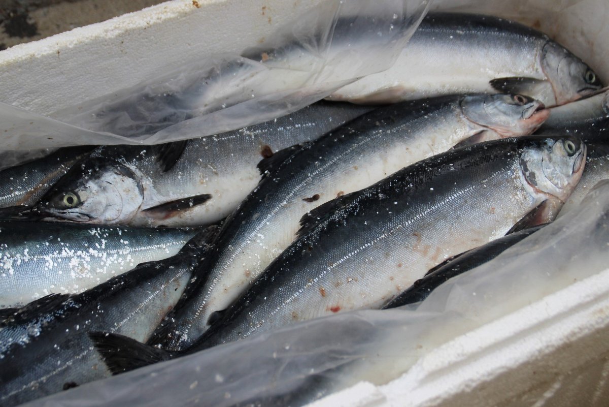 Форель Серебрянка