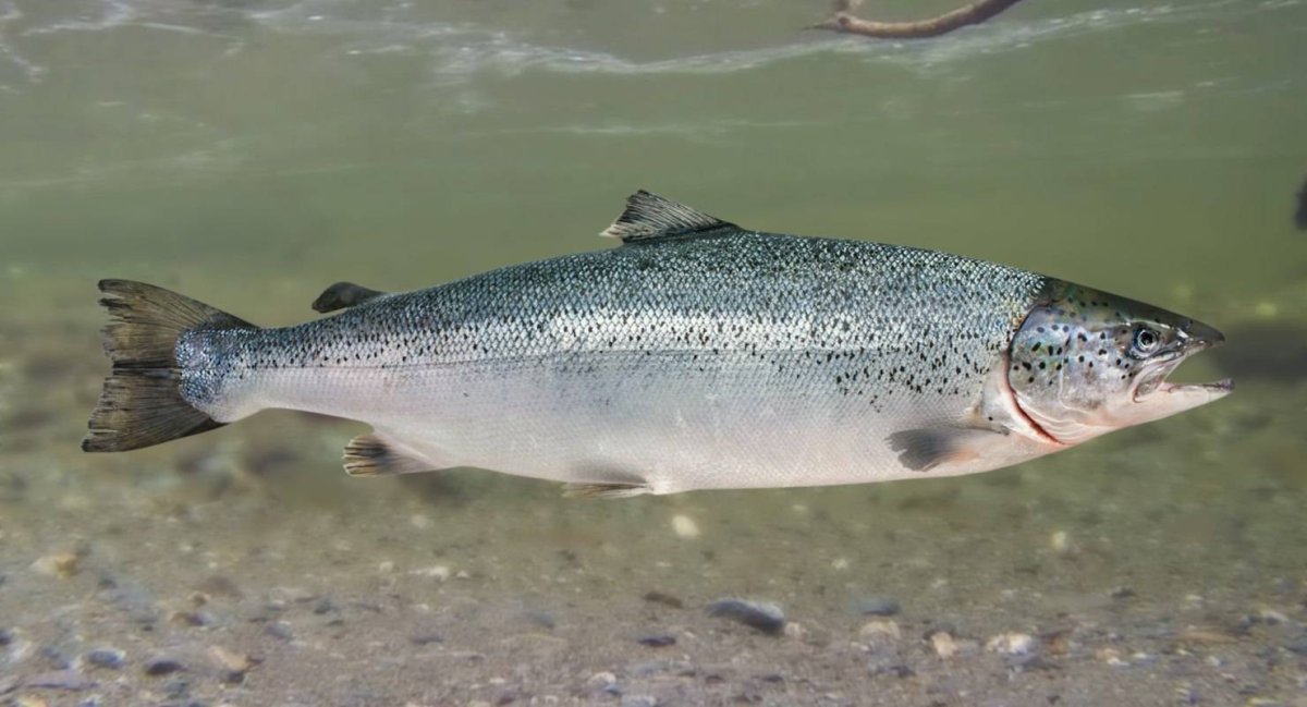 Форель Серебрянка