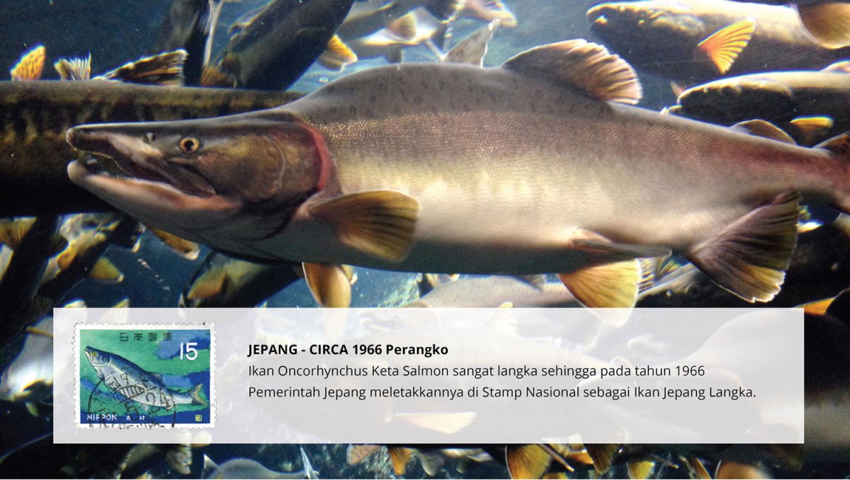 Рыба горбуша