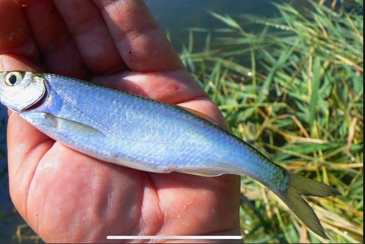 Уклейка рыба