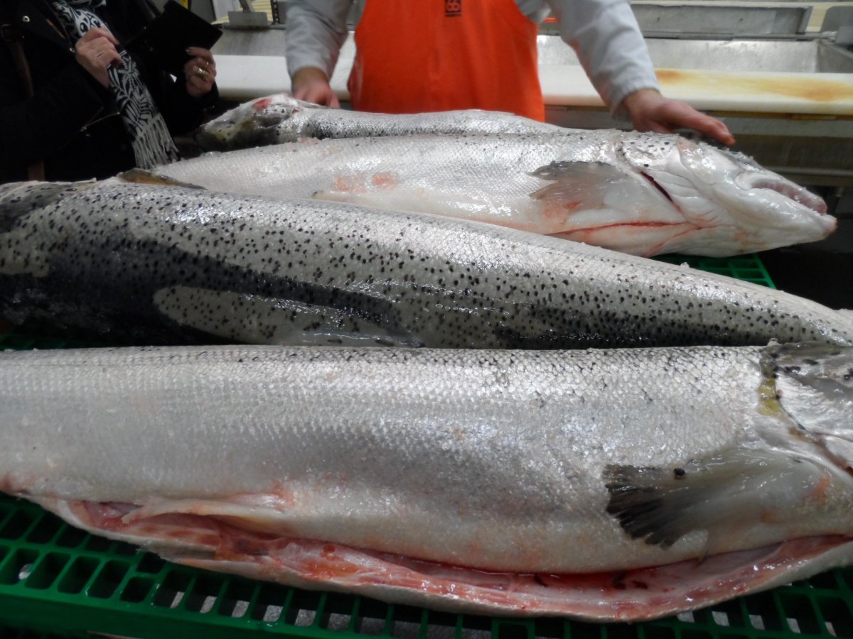 Лосось Серебрянка