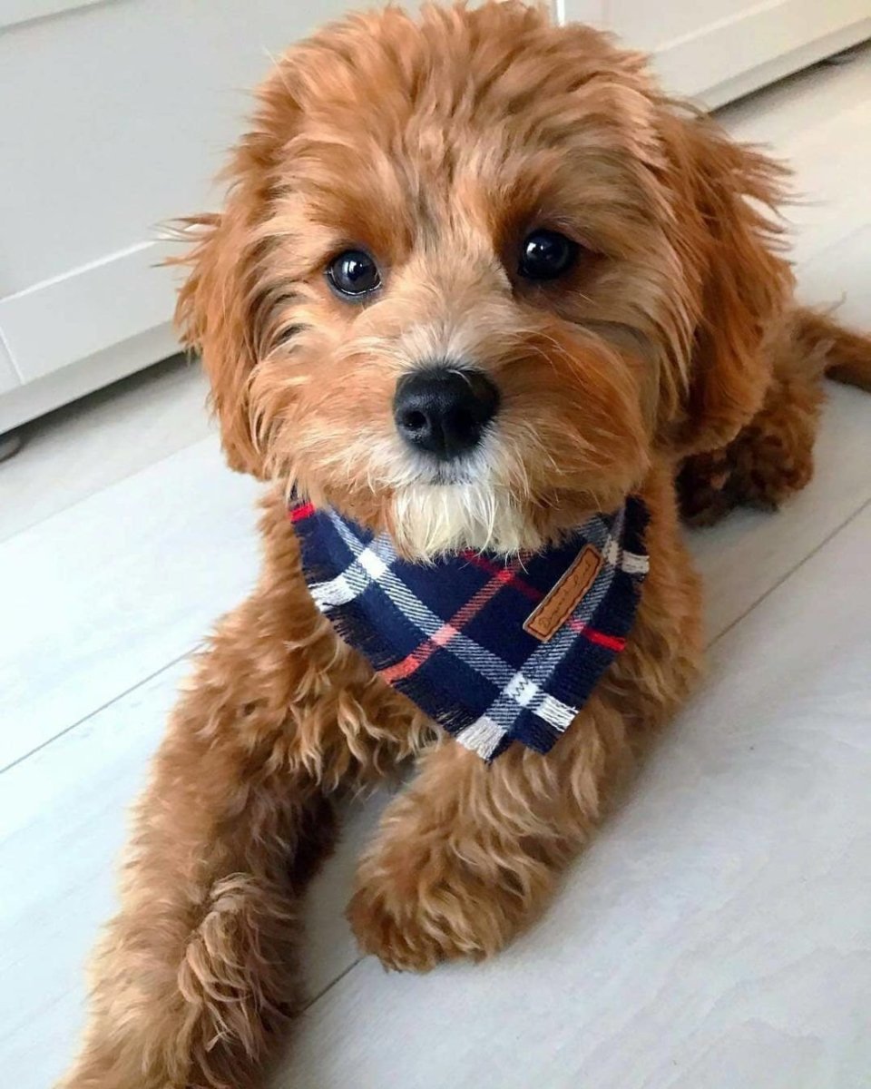 Кавапу белый