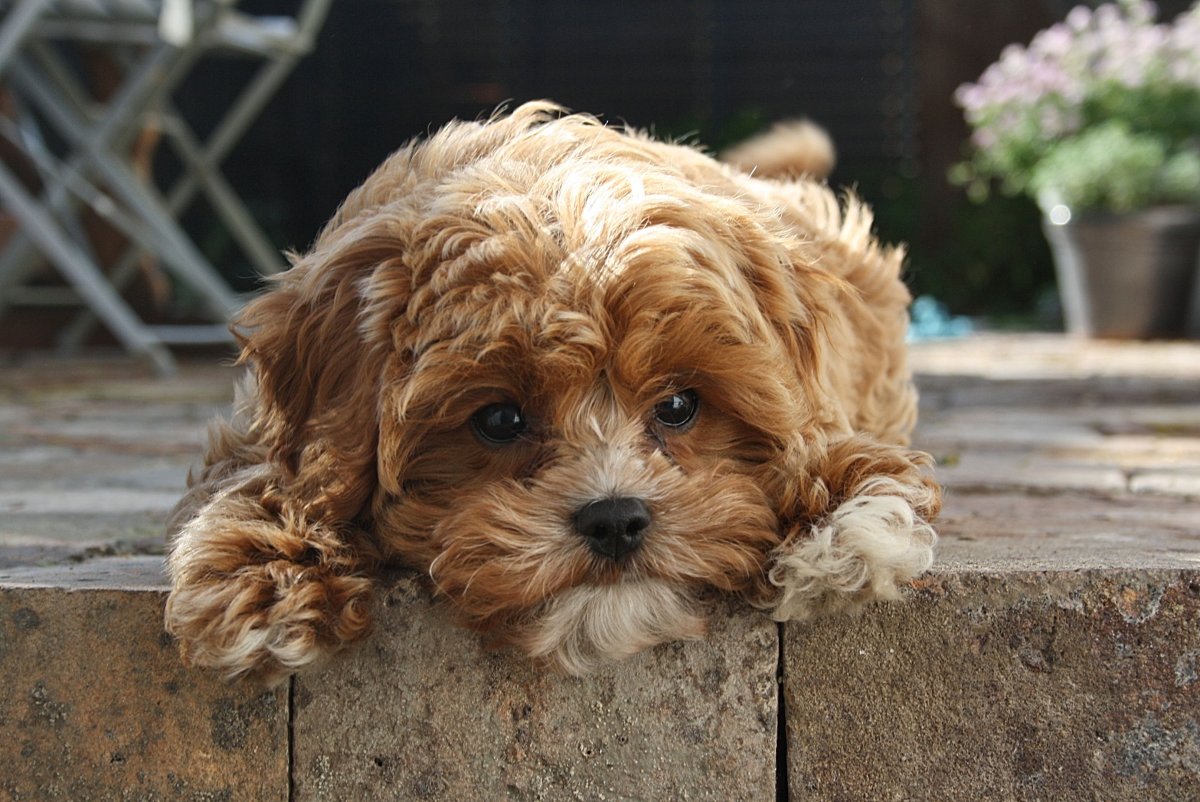 Мальтипу рыжий