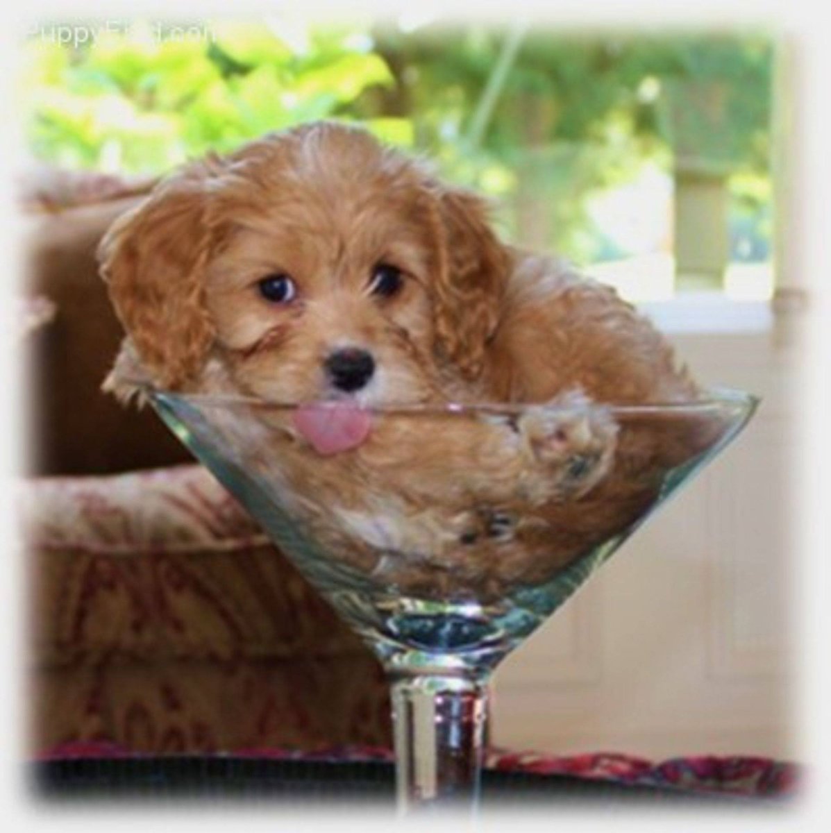 Кавапу щенки карамельные