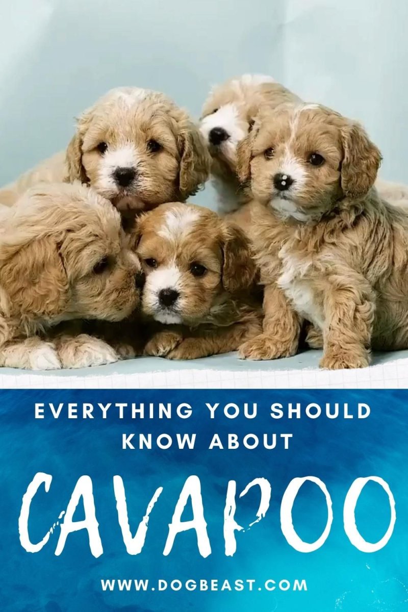 Вечный щенок порода