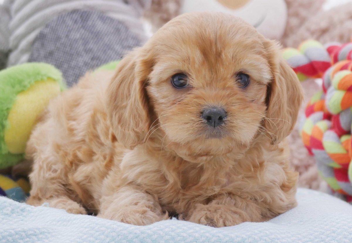 Кавапу порода