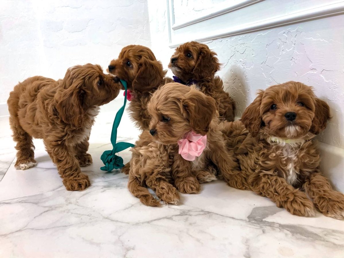 Мальтипу и кокапу