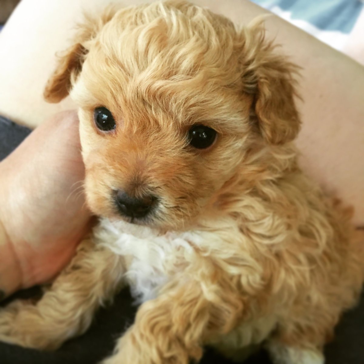 Мальтипу 1 год мини