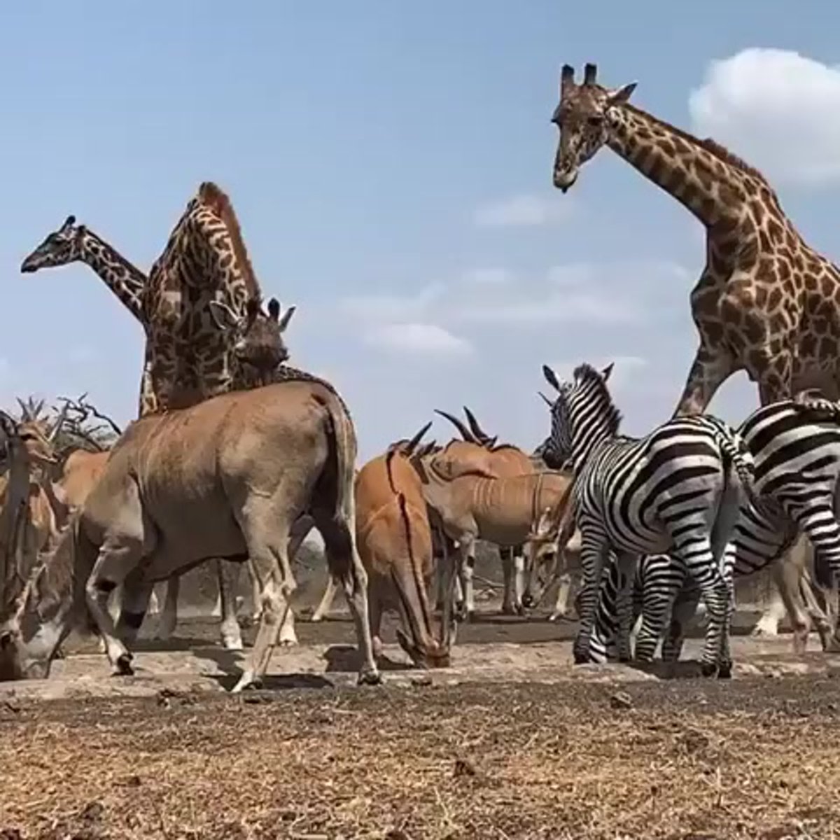 Джон Сиббик палеохудожник