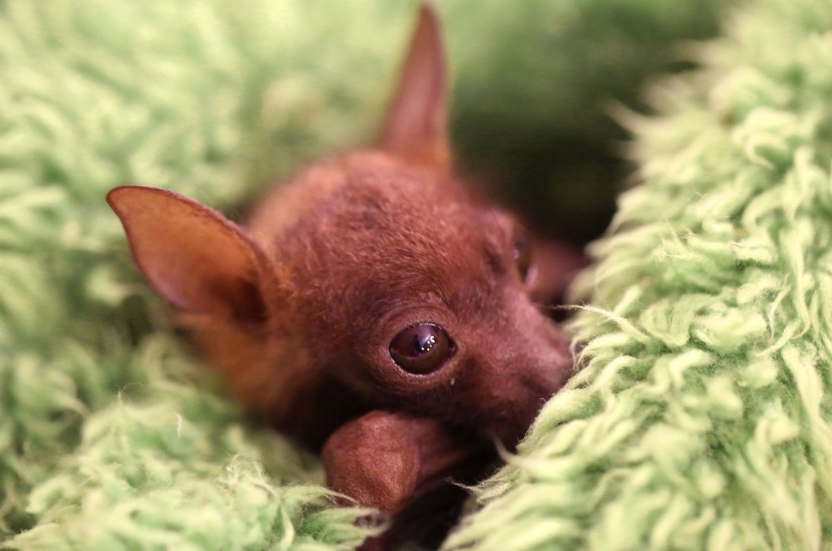 Крылан черный домашний