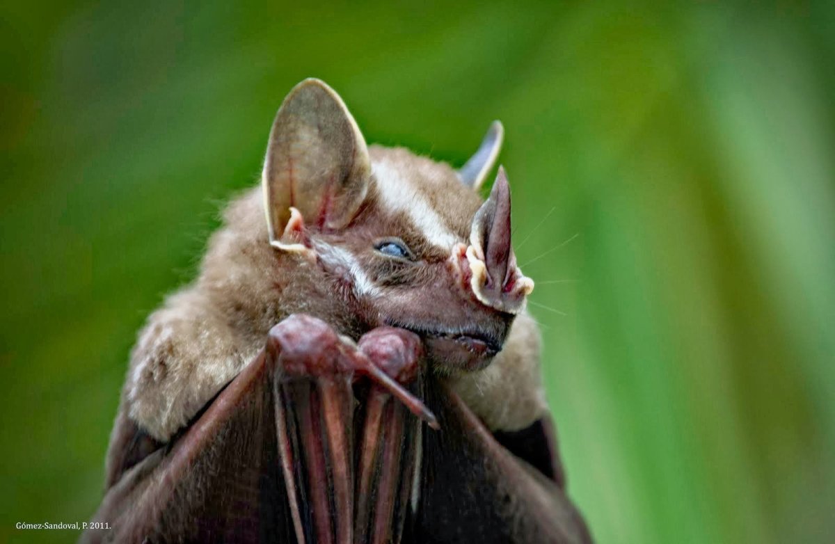 Нильский крылан детеныш