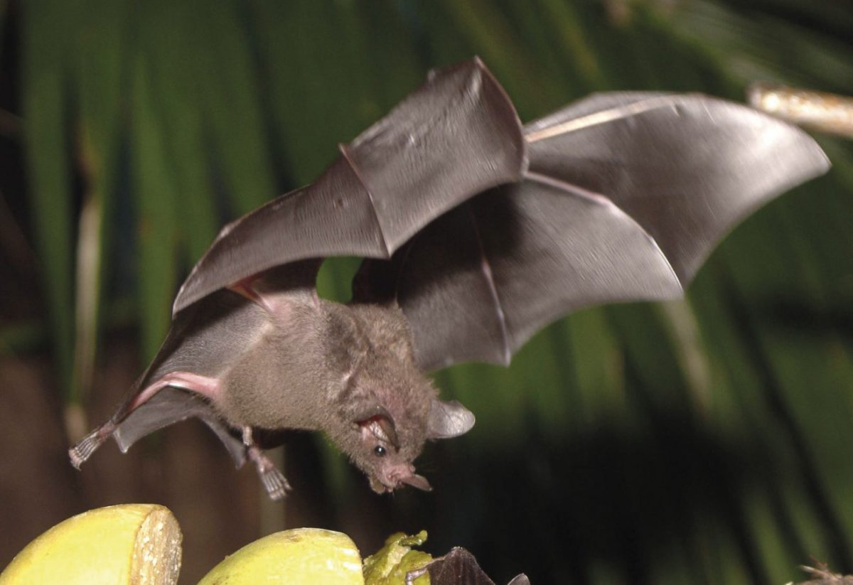 Летучая мышь крылан